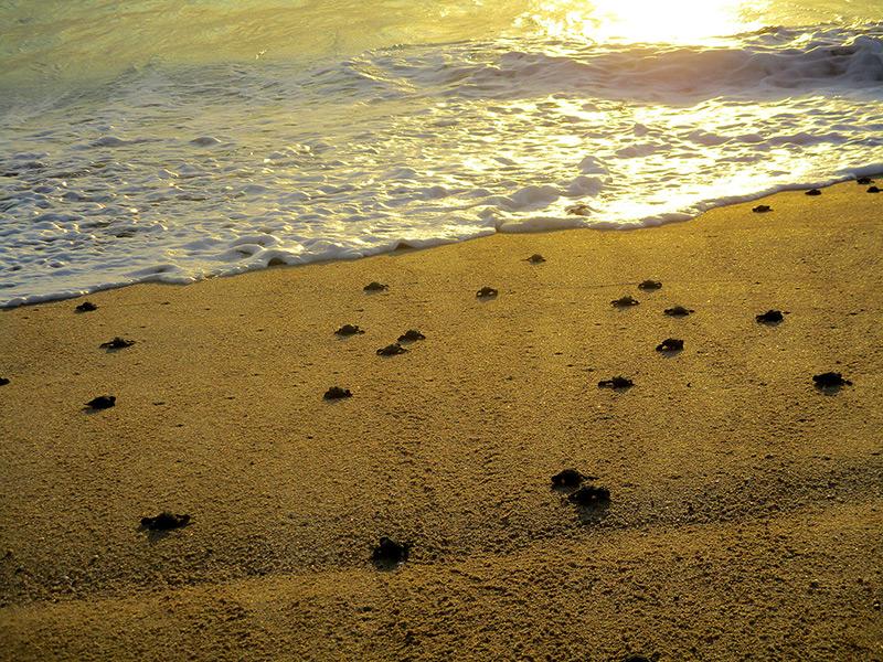 Liberación de Tortugas